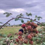 Fairfield Nature Reserve & Pony Wood