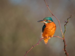 Talk-walk: Kingfishers of Lancaster Canal