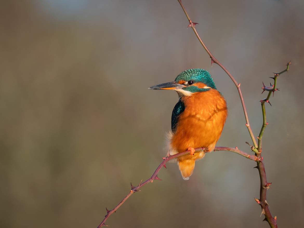 Female Kingfisher taken by Chris Armstrong
