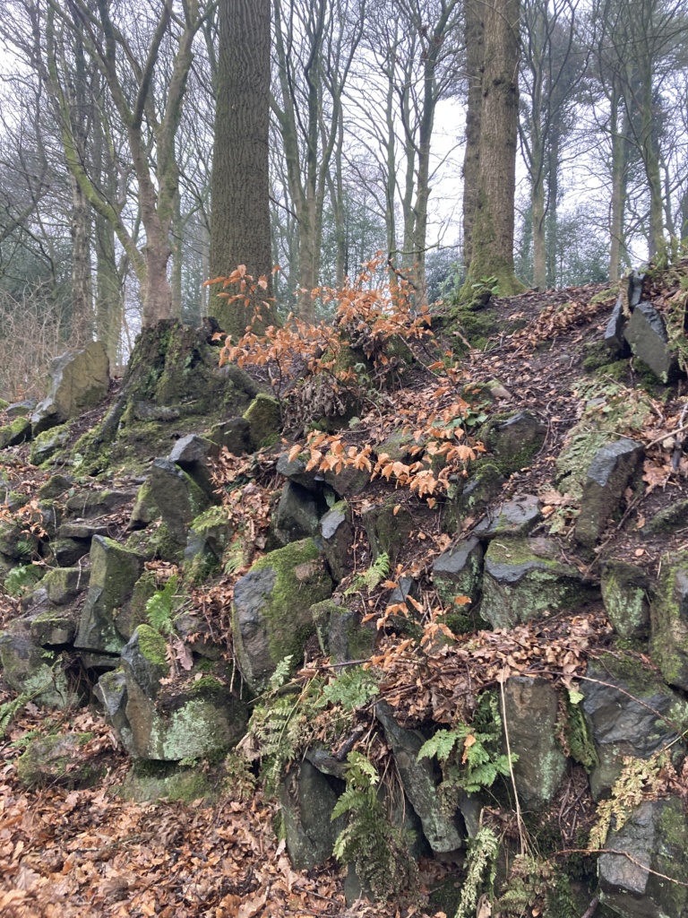 Winter trees and rocky slope at Fenham Carr Nature Reserve (c) Ros Jones