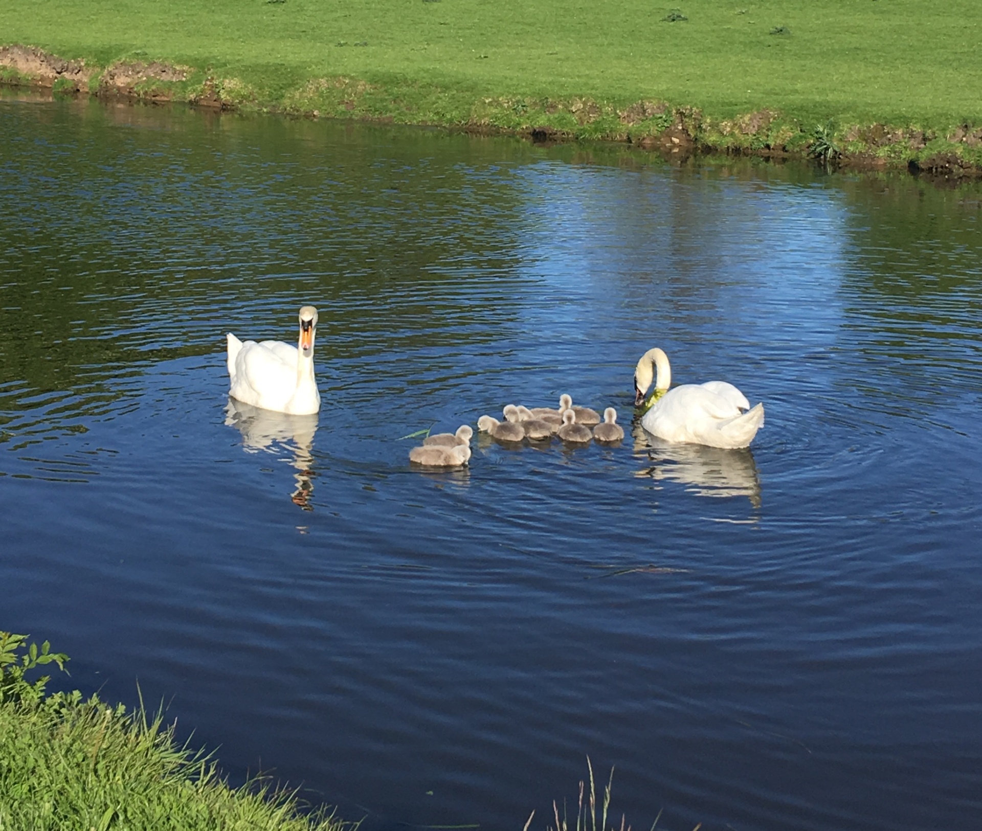 A family group of swans on Lancaster canal