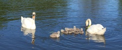 A family group of swans on Lancaster canal