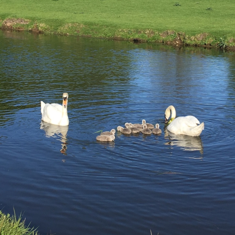 A family group of swans on Lancaster canal