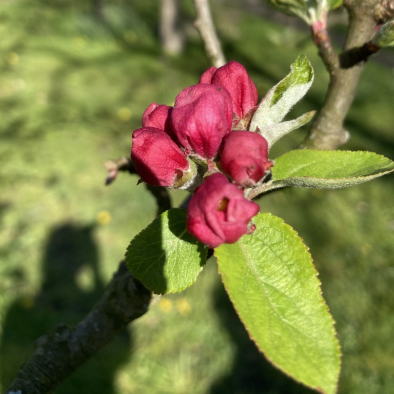Apple blossom in bud