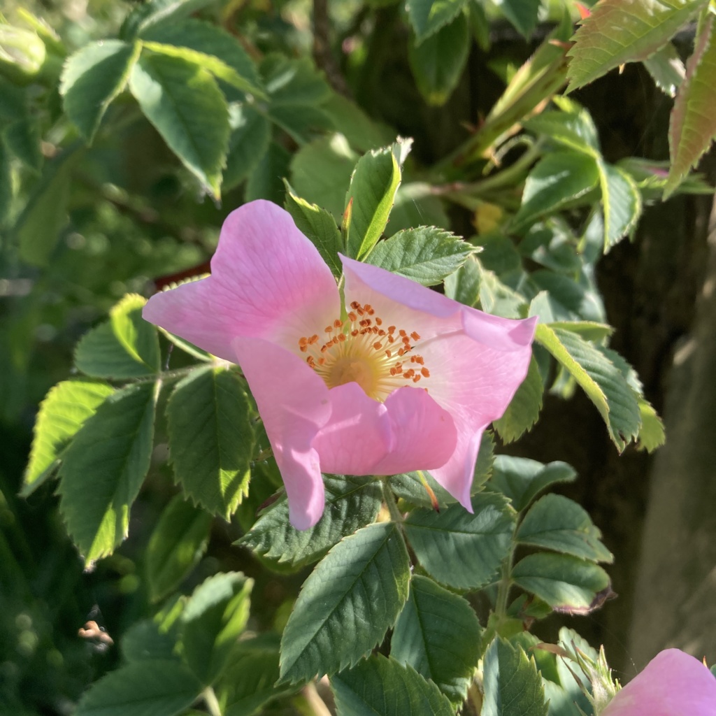 Dog rose in flower