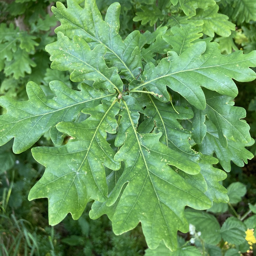 English or pedunculate oak (Quercus robur) leaves showing auricles at base of leaves and stem with developing acorns.