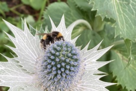 Giant Sea Holly (or Miss Wilmott's Ghost) with white- or buff-tailed bumblebee