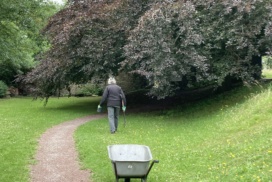 Pathway with wheelbarrow, person and copper beech tree