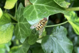 Ivy leaves with hover fly