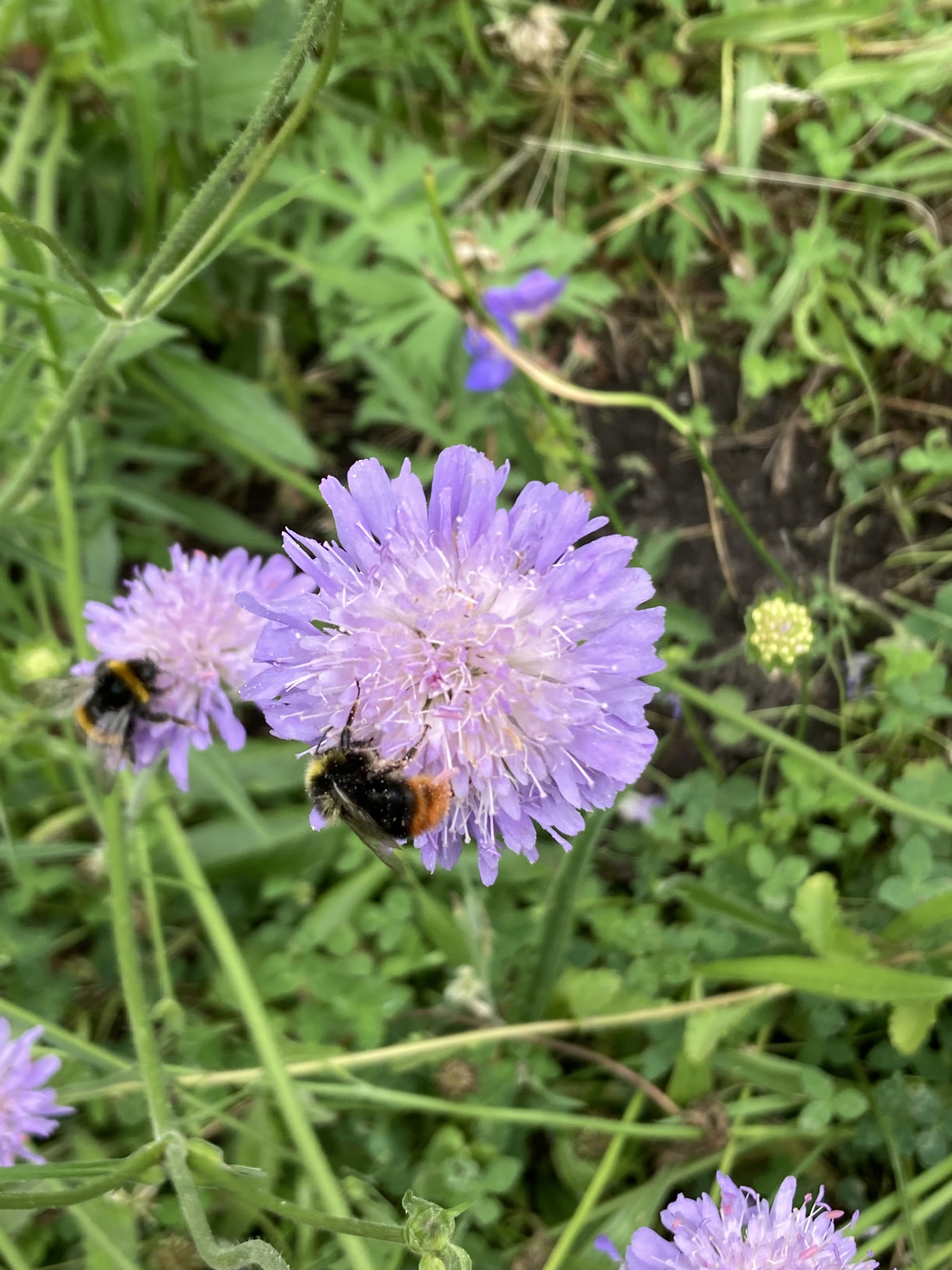 Field Scabious with male Red-tailed bumblebee in the foreground and worker buff- or white-tailed bumblebee in the background