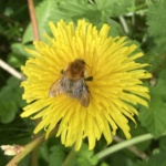 Ginger bee on a yellow flower