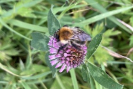 Common carder bee on red clover