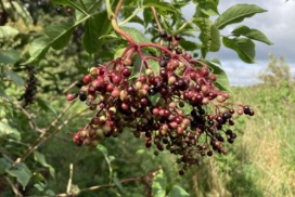 Elderberries at different stages of ripening