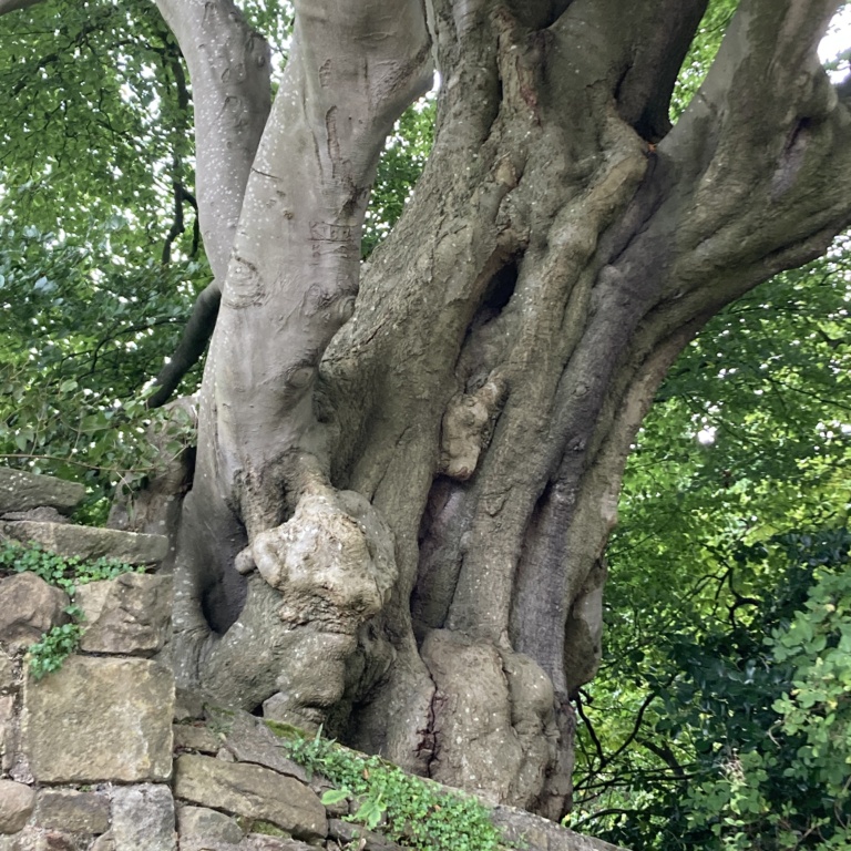 Beech tree behind a wall