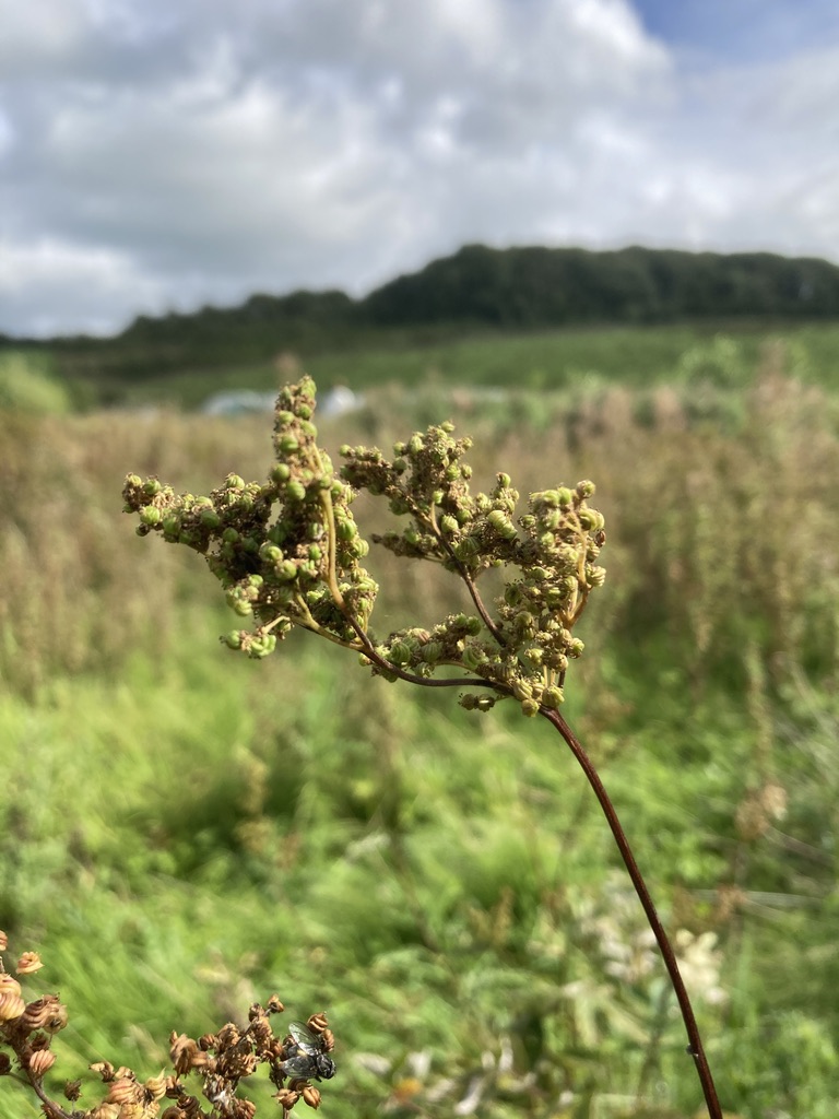 Meadowsweet seed-head with hill in background at Claver Hill