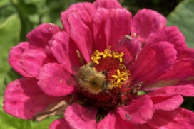 Common carder bee on bright pink Zinnia flower