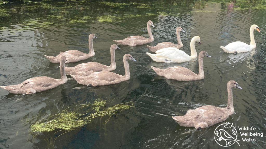 A group of adult swans and cygnets with Wildlife Wellbeing Walks logo