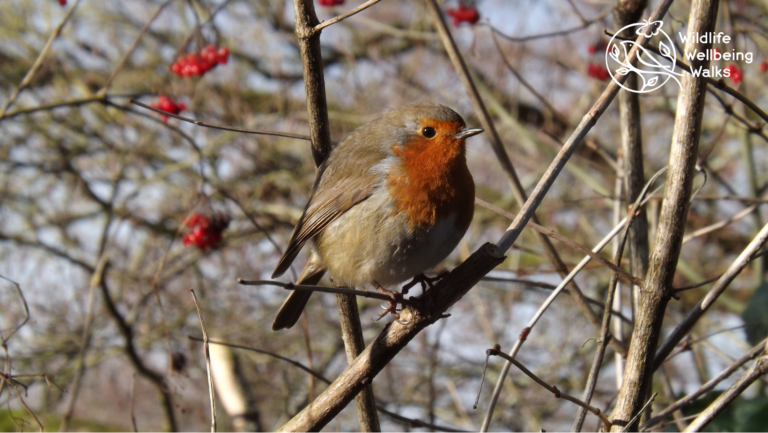 Side on image of robin with white Wildlife Wellbeing Walks logo