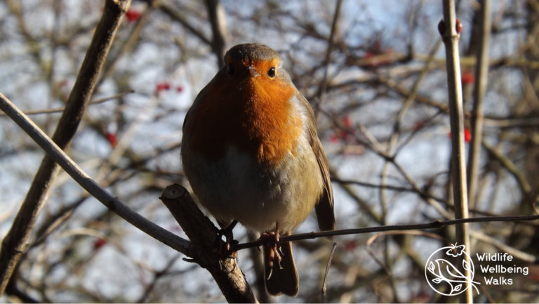 Photograph of a robin on bare branches with Wildlife Wellbeing Walks white logo