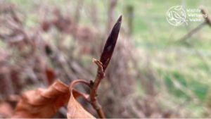 Beech - November's species of the month