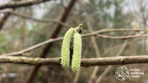 Hazel - December's species of the month
