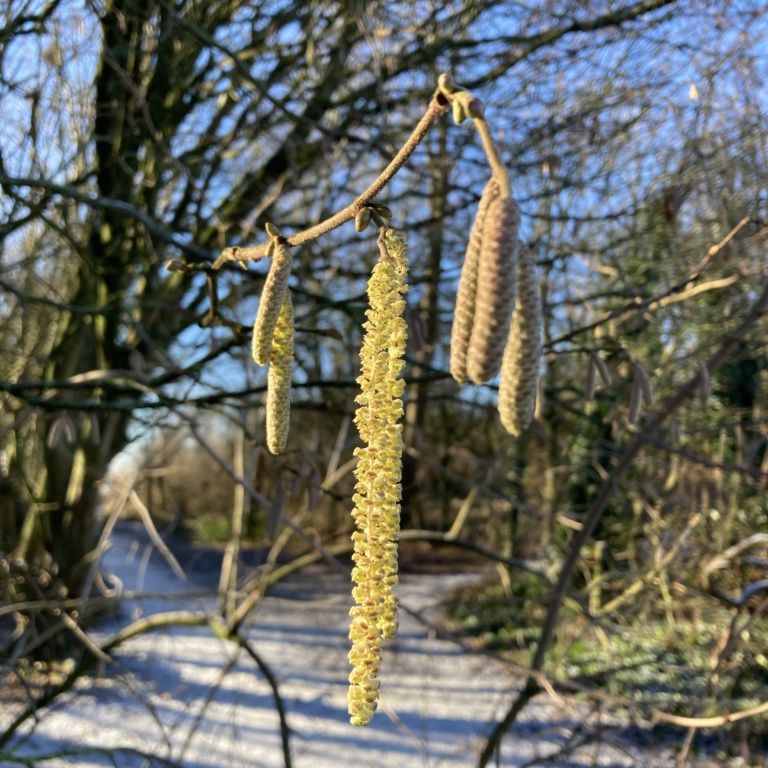 Yellow hazel catkins in flower and bud against a snowy, blue-skied backdrop with bare trees