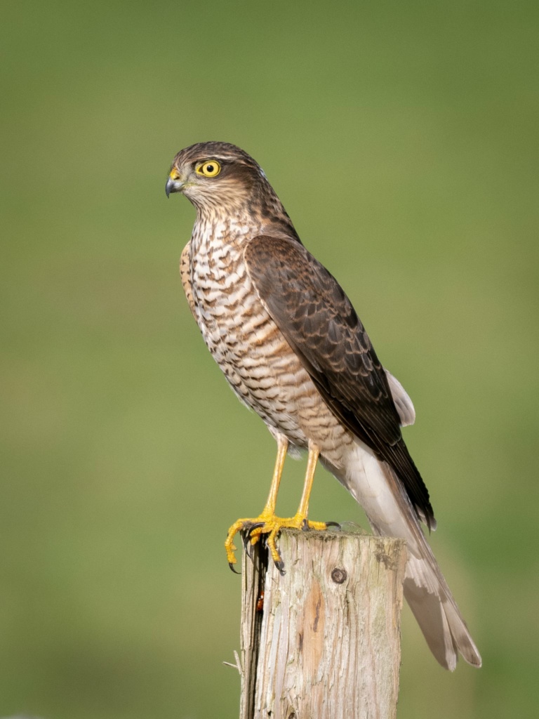 Bird with brown back and brown-striped front and yellow legs and talons against a blurred green background