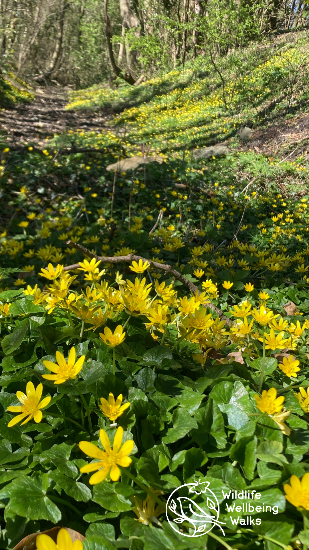 Lesser Celandine