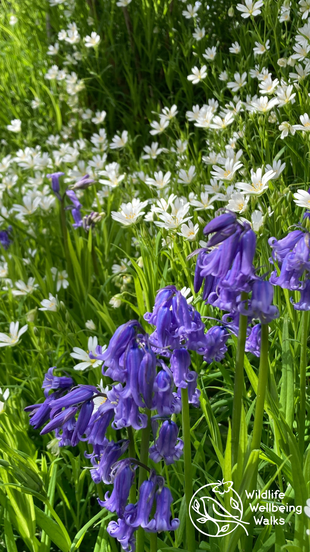 Bluebell