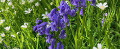 Image of bluebell flowers surrounded by green with white flowers of stitchwort