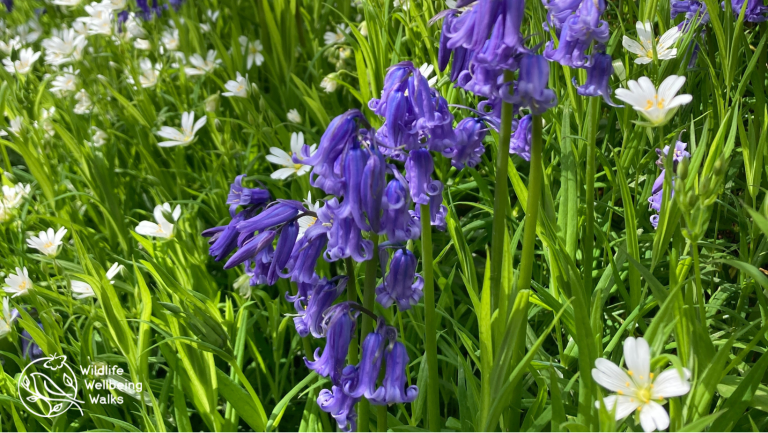 Image of bluebell flowers surrounded by green with white flowers of stitchwort