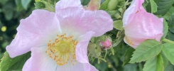 Pink dog rose in flower with a bud also about to bloom