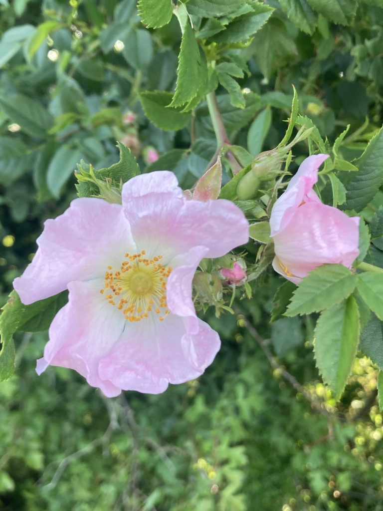 Pink dog rose in flower with a bud also about to bloom