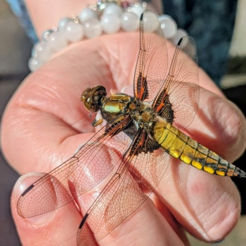 Dragonfly on a person's hand